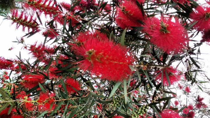 bottlebrush2.jpg