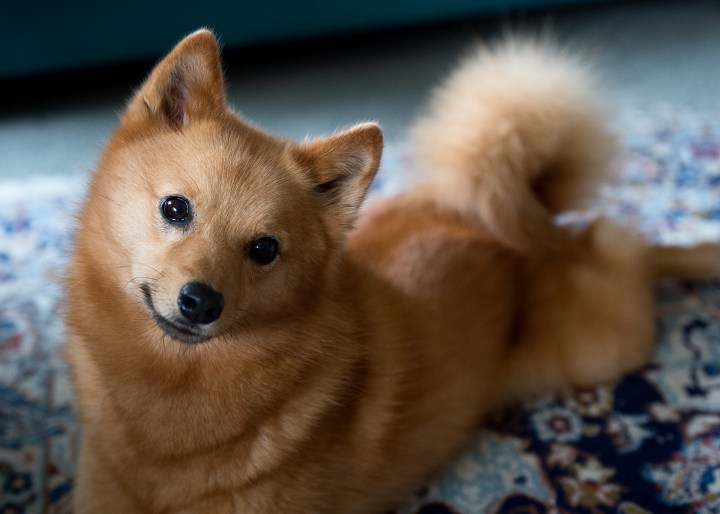 Tracy_Ama_sweety (002)