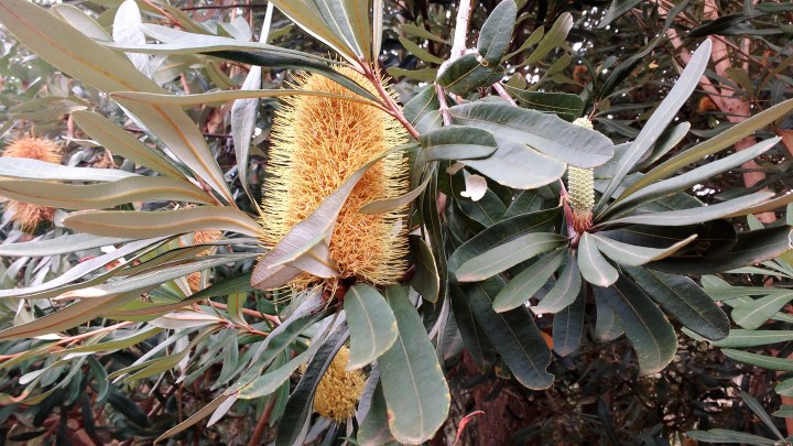 banksiaA