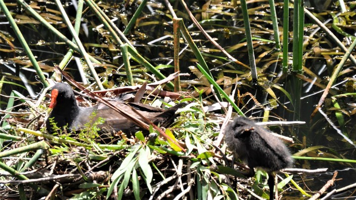 moorhen2