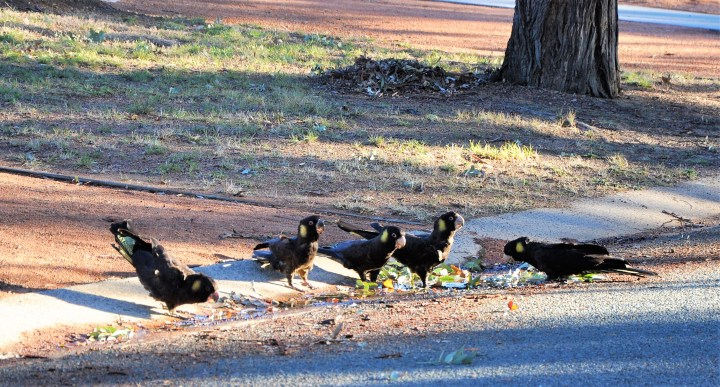 blackcockatoos2