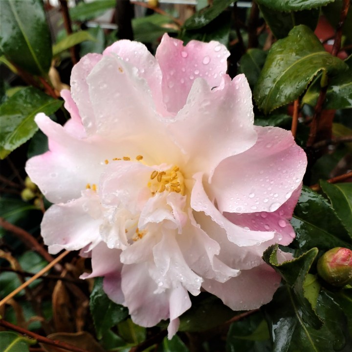 cameliastarabovestar