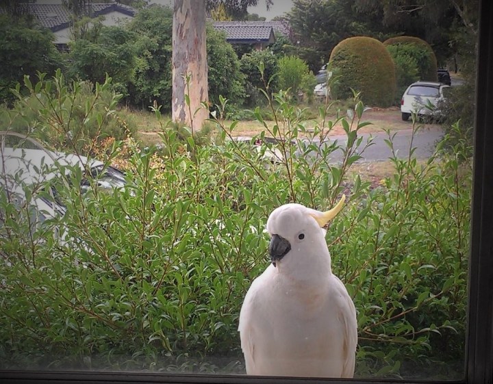 cockatoo2