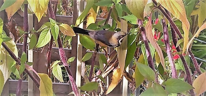 gardenspinebill3