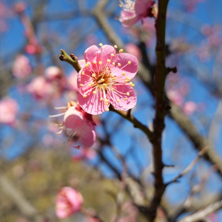 Prunus2