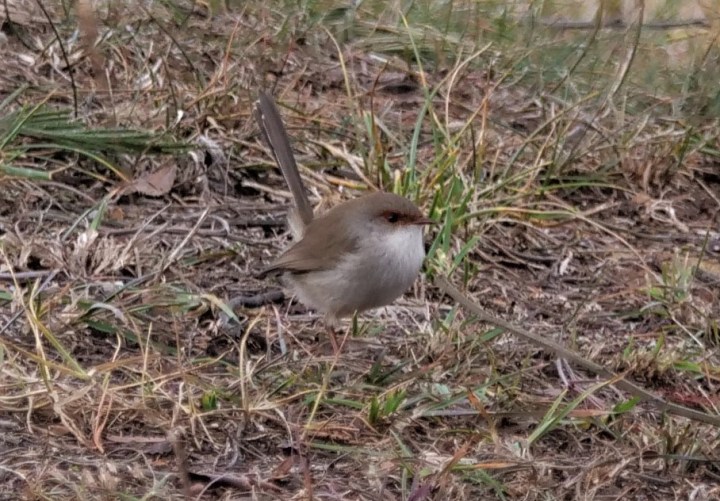 wren2