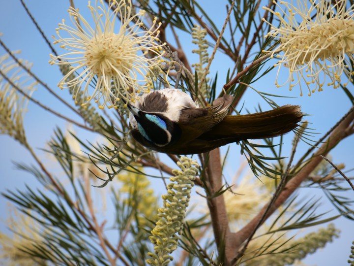 Blue-faced Honeyeater2.jpg
