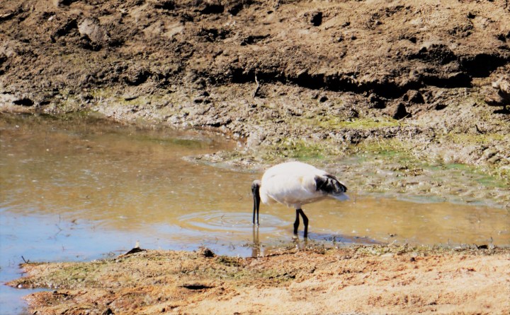 Australian White Ibis