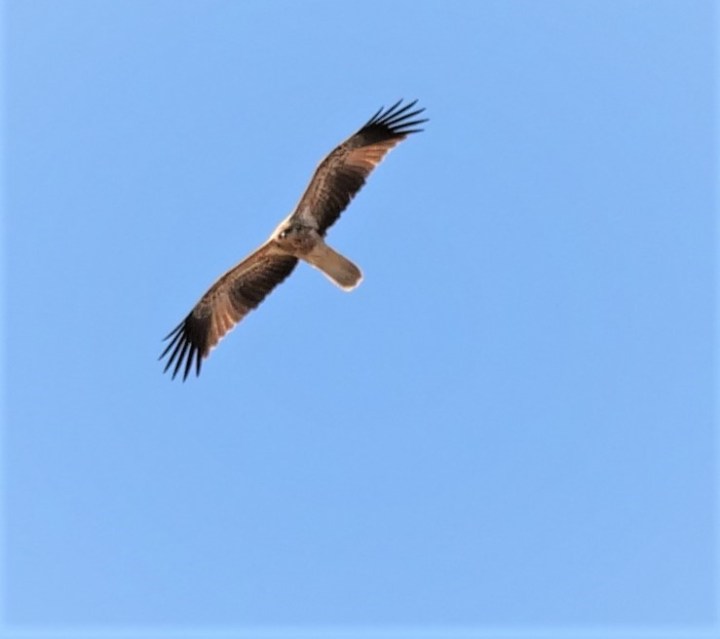 Whistling Kite