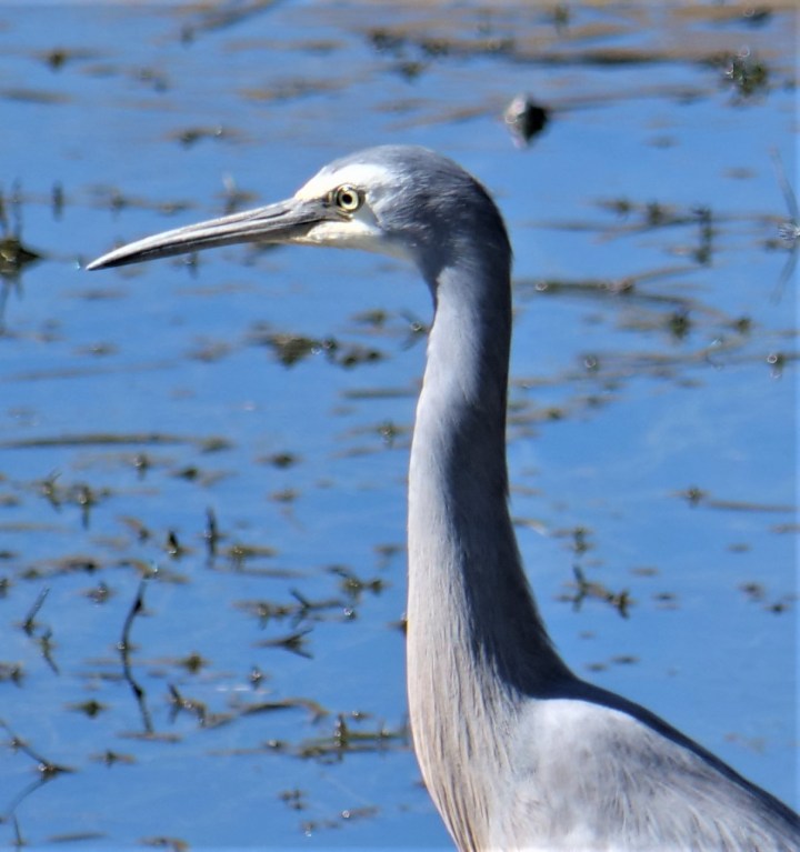White-faced heron profile