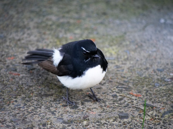 Willy wagtail