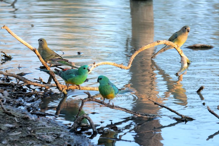 Red-rumped grass parrot 2
