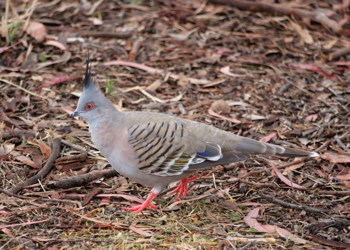 Crested pigeon