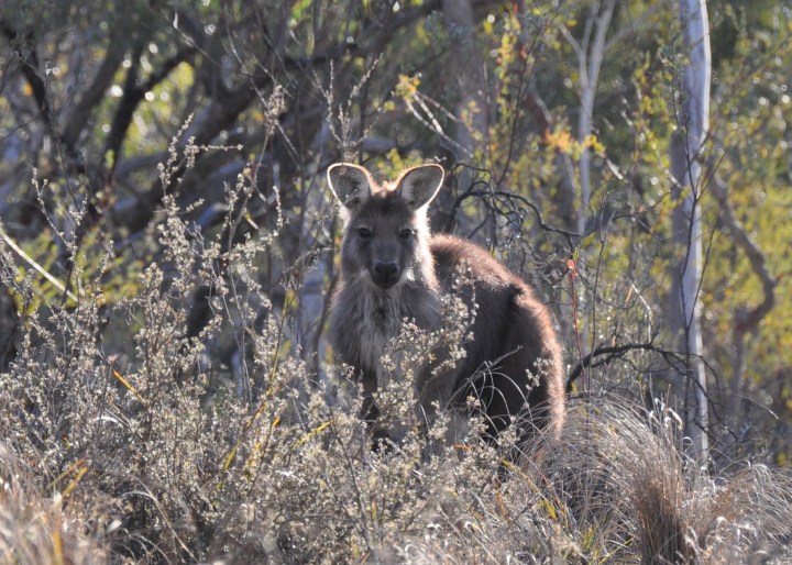 Wallaroo