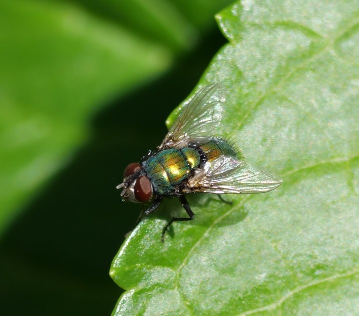 blow fly