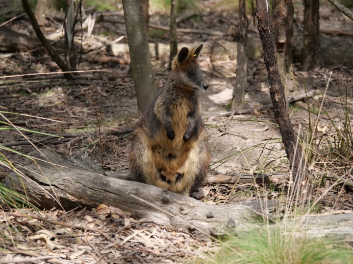 swamp wallaby 3
