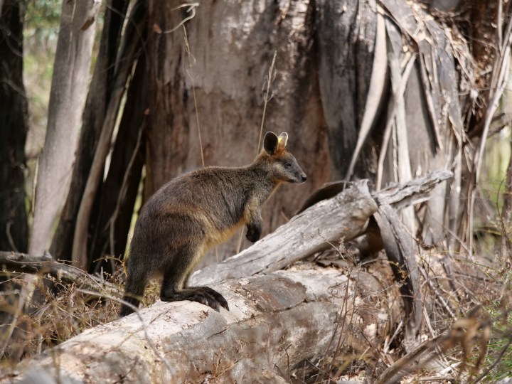 swamp wallaby again
