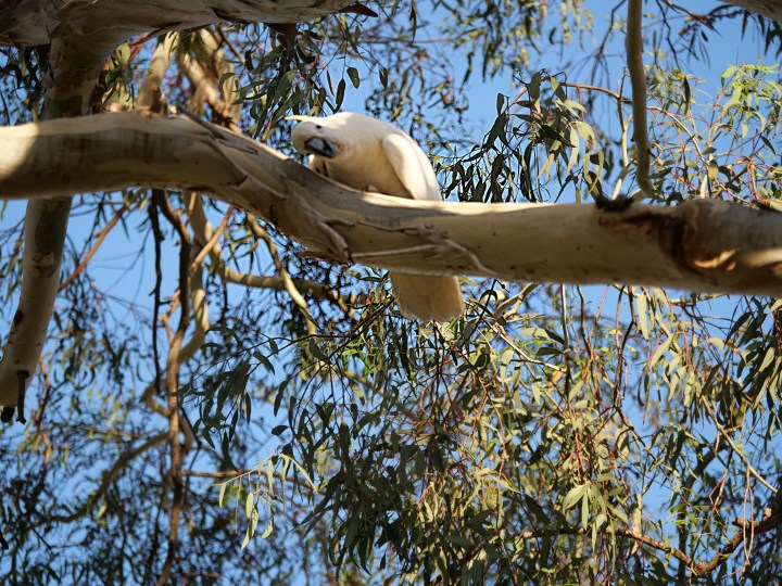 cockatoo