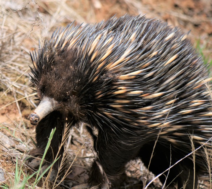 echidna.jpg