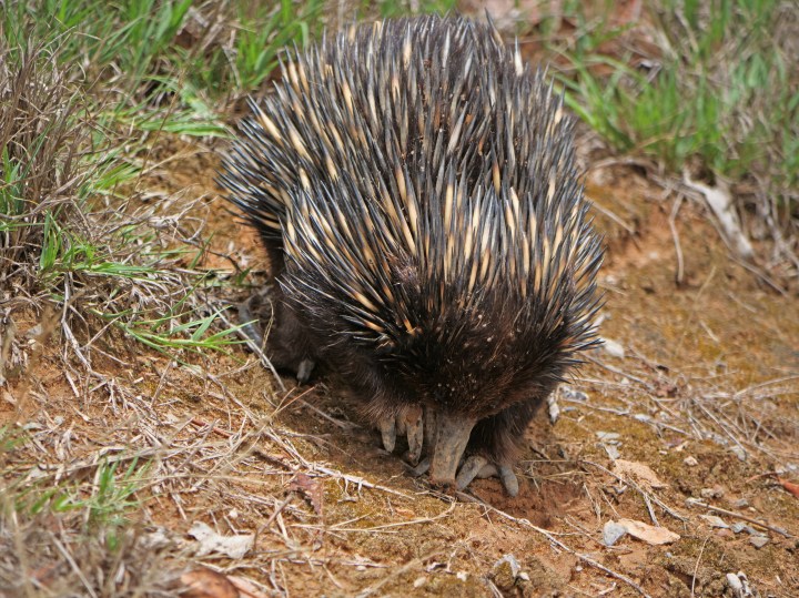 echidna2.jpg