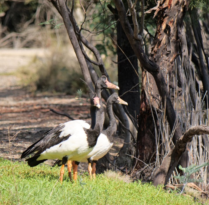 Magpie Geese.jpg