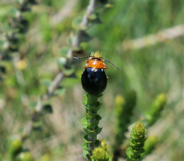 alpine insect