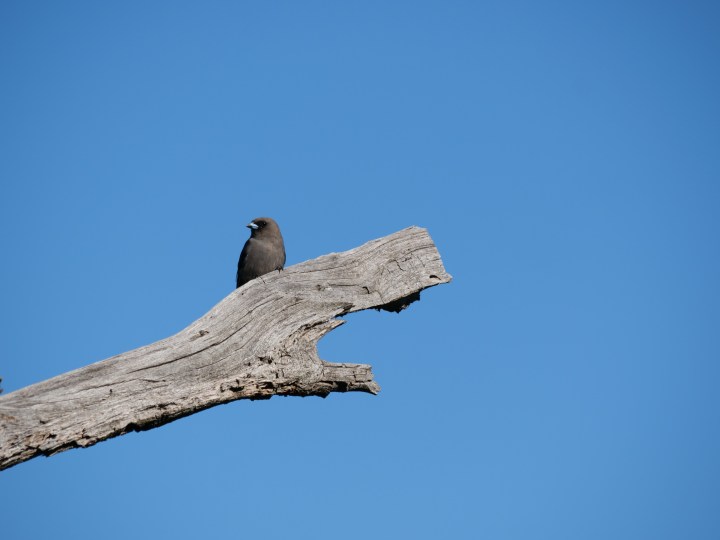 Dusky woodswallow