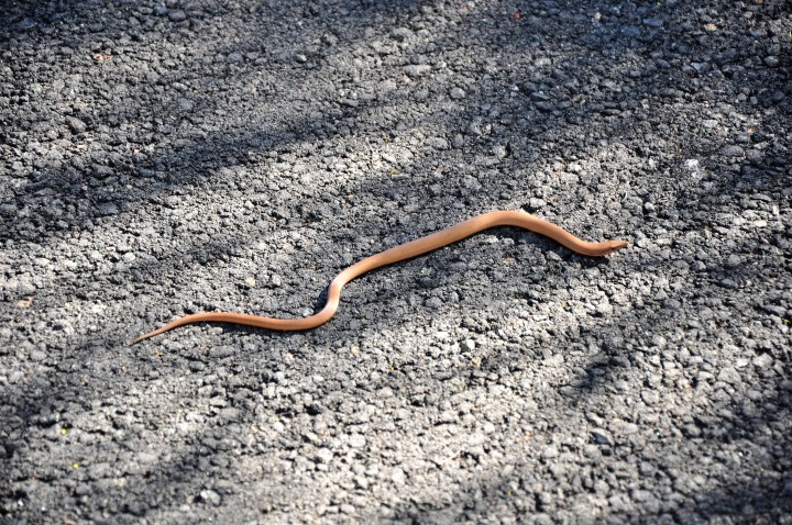 legless lizard.jpg