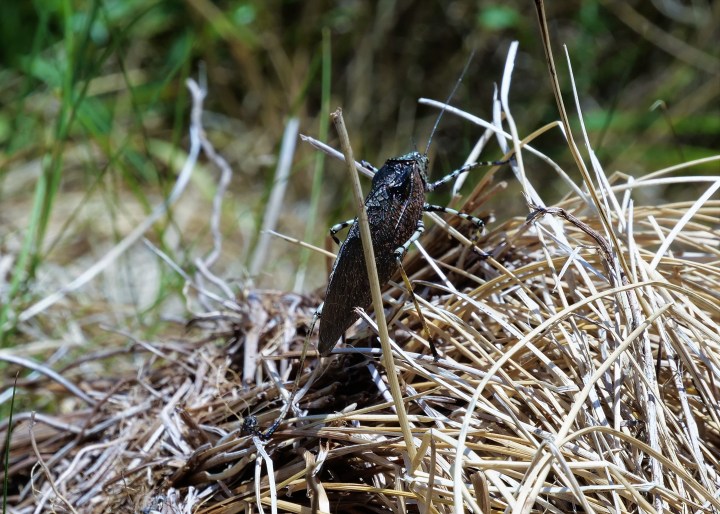 Mountain Katydid 1