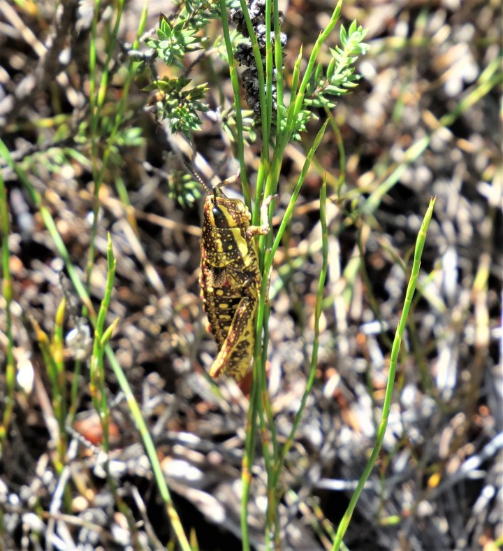 spotted mountain grasshopper