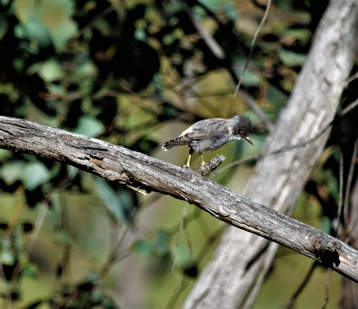 varied sitella