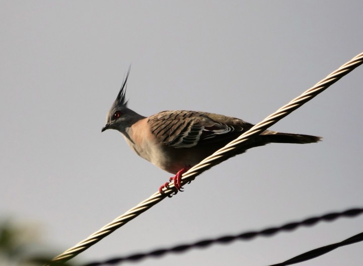 crested pigeon (2)