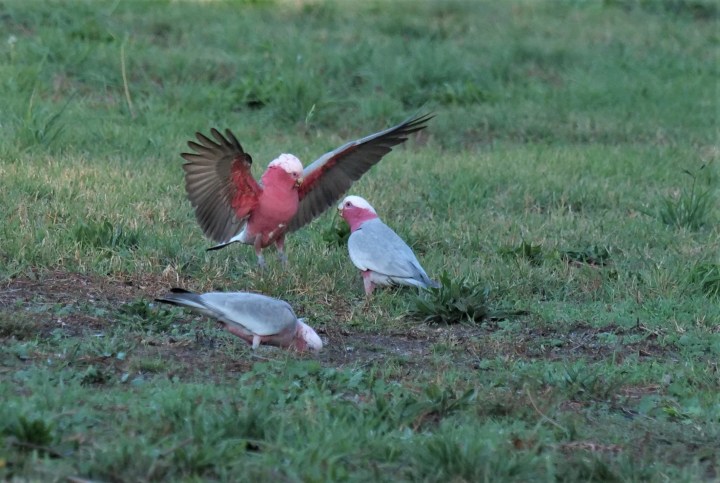 Don't be a galah