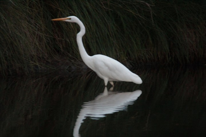 Eastern Great Egret.jpg