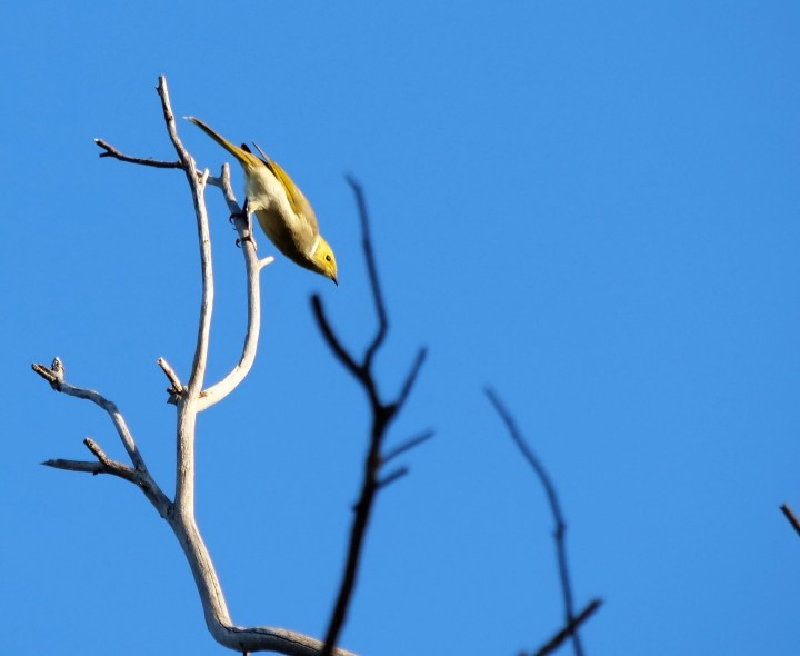 White-Plumed Honeyeater