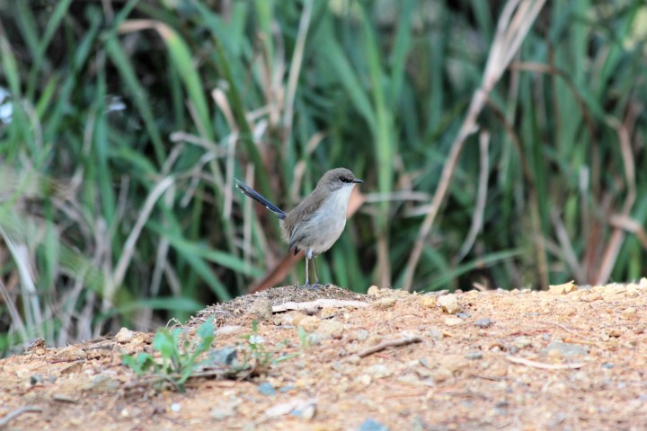 wren