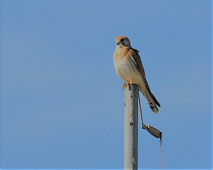 Nankeen Kestrel