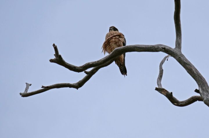 Australian hobby