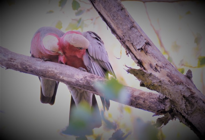 galahs.jpg