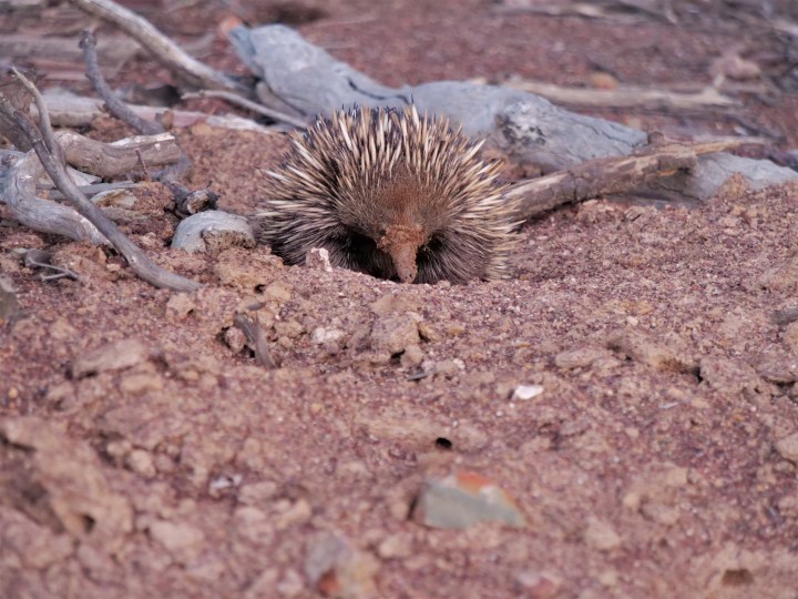 echidna
