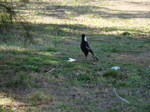 magpiealert
