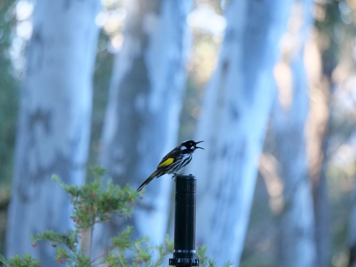 new holland honey eater
