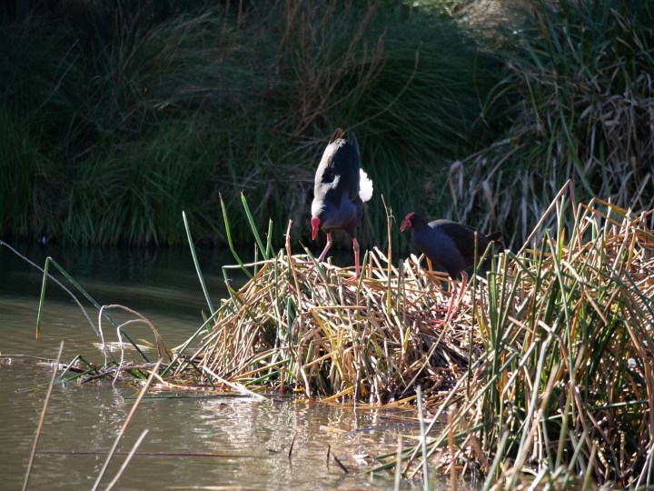 swamphens