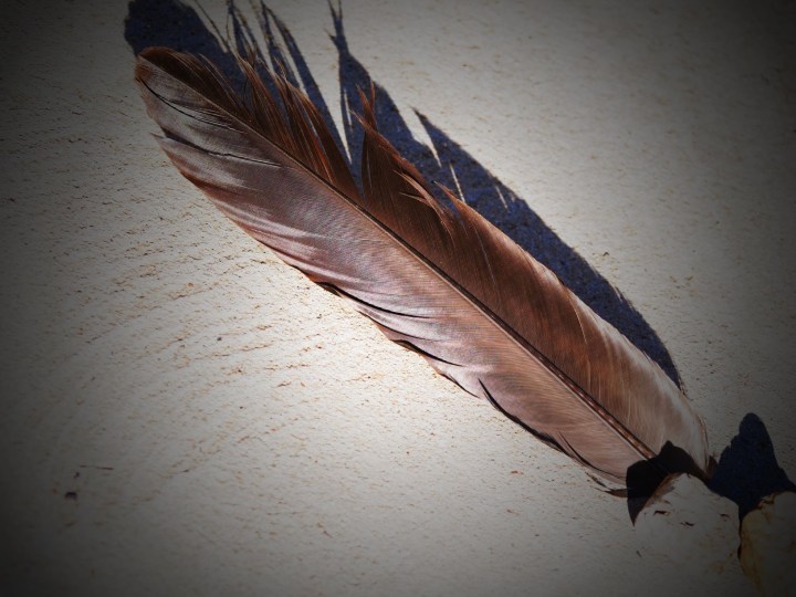 wedge-tailed eagle feather