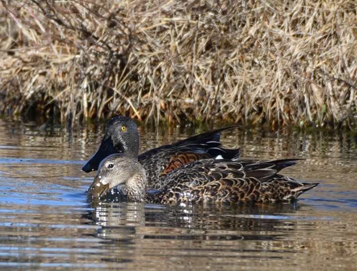 Australasian shovelers