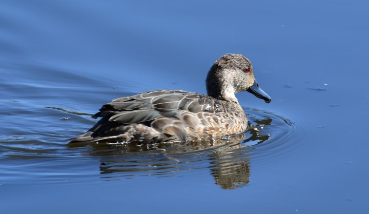 beautiful grey teal