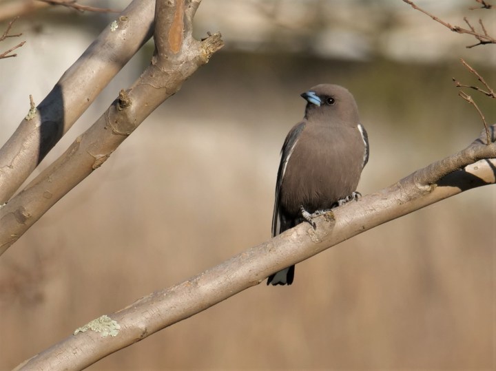 dusky woodswallow