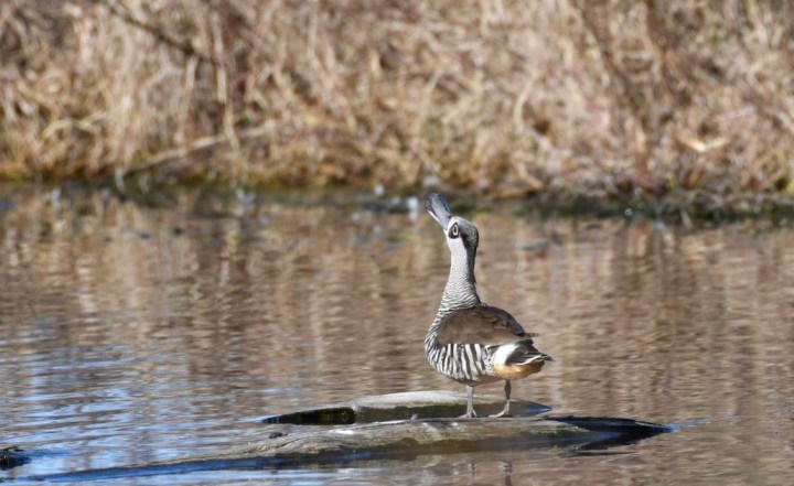 pink eared duck displaying