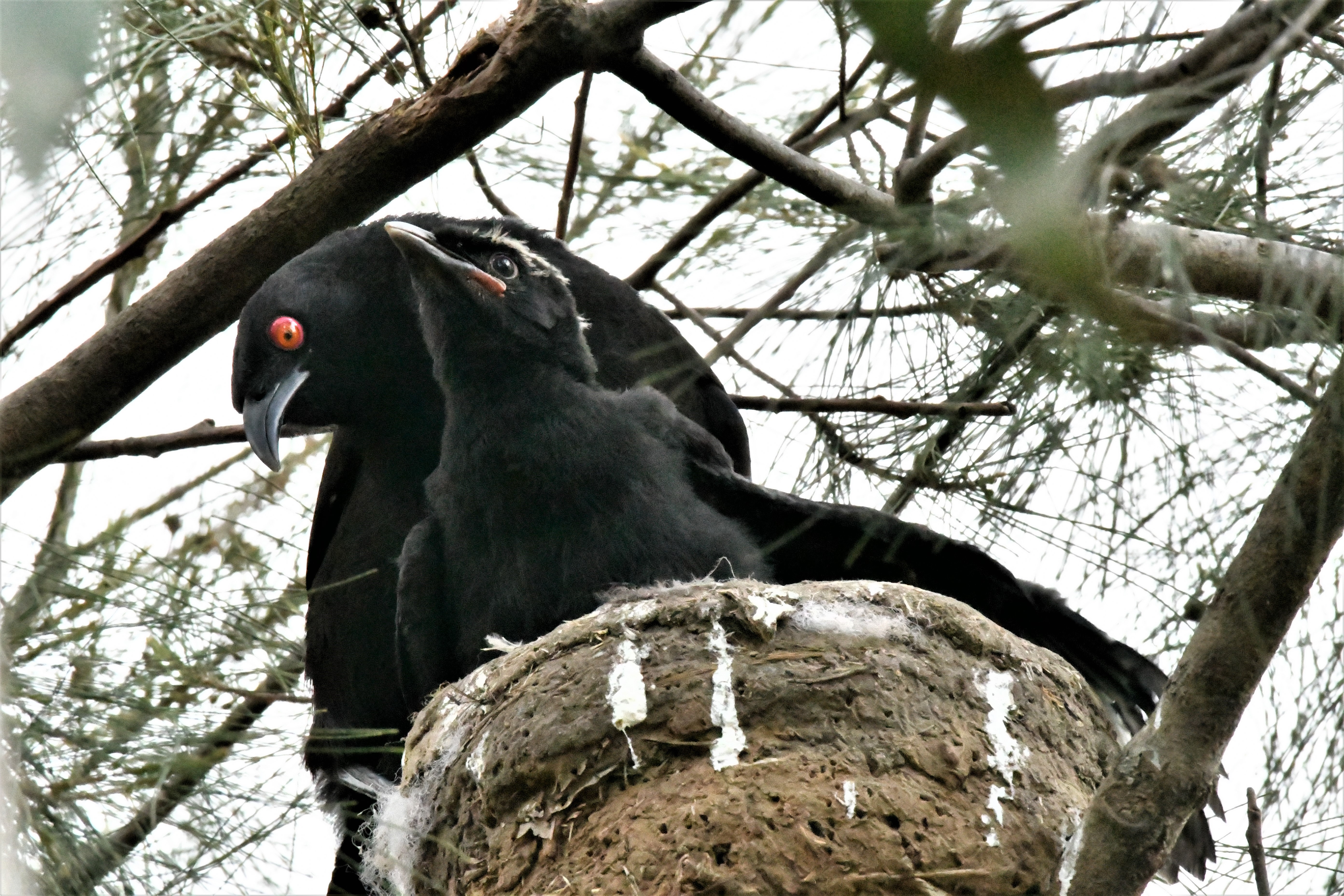 chough chick.jpg