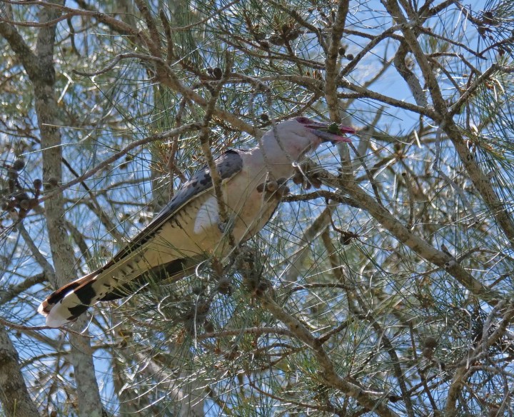 Channel billed cuckoo